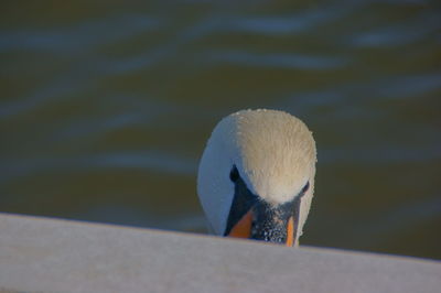 Close-up of swan