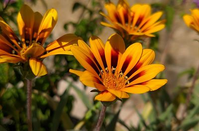 Close-up of yellow flowering plant