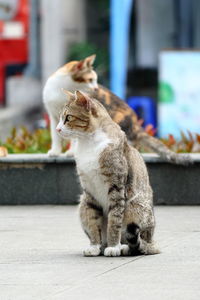 Cat sitting on pedestrian while looking away