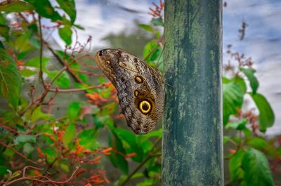 Close-up of butterfly on tree