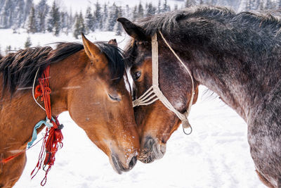 Horse standing in snow