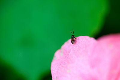 Close-up of spider on leaf