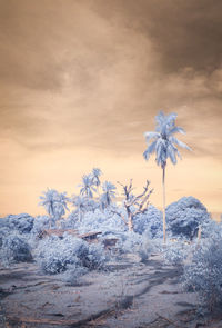 snow