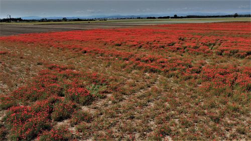 Scenic view of field against sky