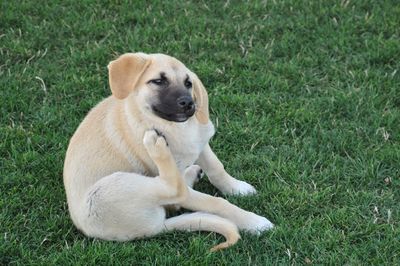 Close-up of dog sitting on field