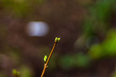 Close-up of flower bud