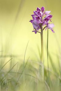 Close-up of purple flowering plant on field