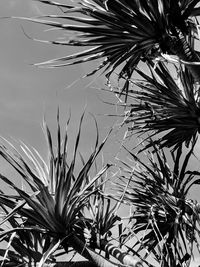 Low angle view of palm tree against sky