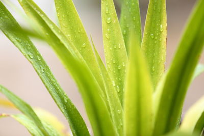 Close-up of dew drops on plant