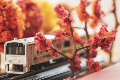 Close-up of red flowering plant