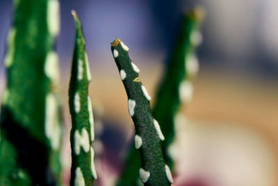 Close-up of flowering plant