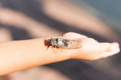 Kid hand holding cicada cicadidae flying chirping insect or bug or beetle. child exploring