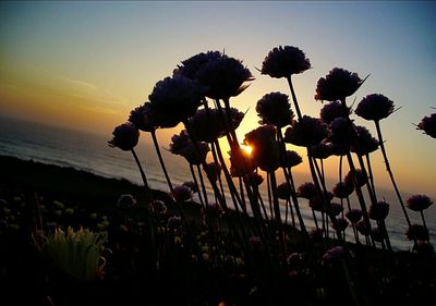 Close-up of silhouette plants against sky during sunset