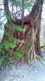 Trees in forest