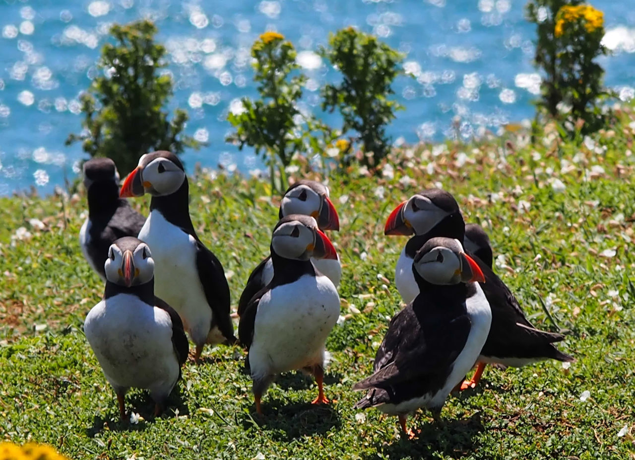 SKOMER