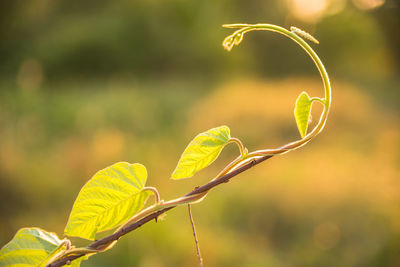 Close-up of green leaf