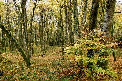 Trees in forest