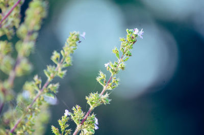 Close-up of purple flowering plant