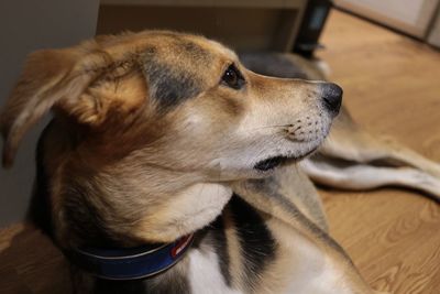 Close-up of dog looking away at home