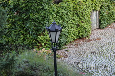 Street light against trees