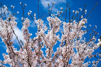 Low angle view of cherry blossom tree