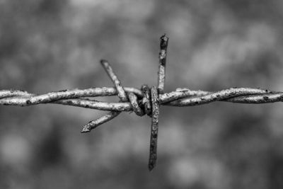 Close-up of barbed wire