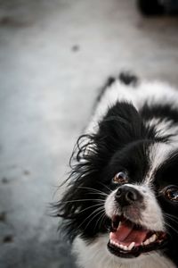 Close-up of dog looking away