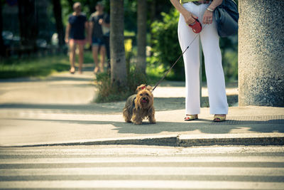 Low section of person with dog