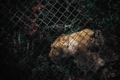 Lioness looking away