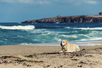 Adult golden retriever laying down on a wet sand on a beach in summer sunny day