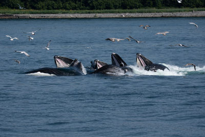 View of birds in sea