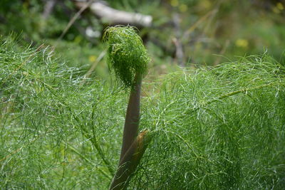 Close-up of fresh green leaf on field