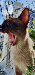 Close-up of cat yawning