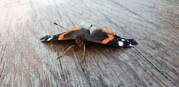 High angle view of butterfly on wood