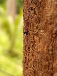 Close-up of insect on tree trunk