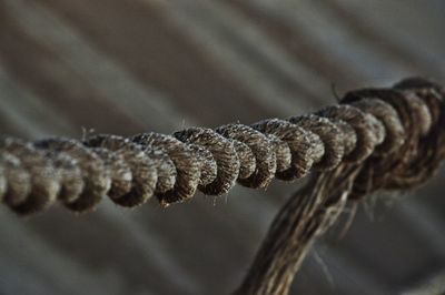 Close-up of dry plant