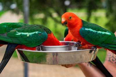 Close-up of parrot perching on a hand