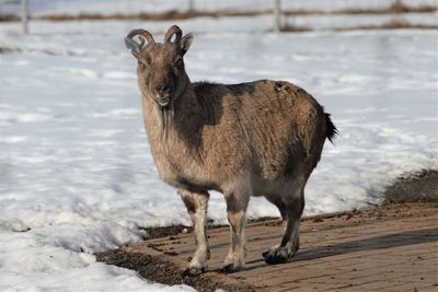 Close-up of deer on snow