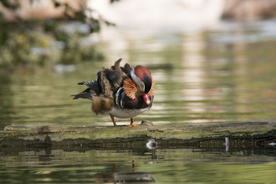 Birds on a lake