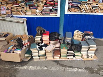 High angle view of cats relaxing on books at market