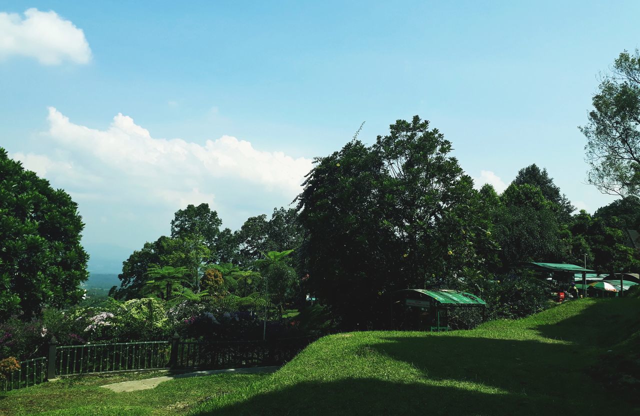 TREES AND PLANTS GROWING ON FIELD AGAINST SKY