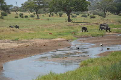 Elephants by stream on field in forest