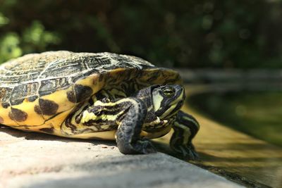 Close-up of lizard in zoo