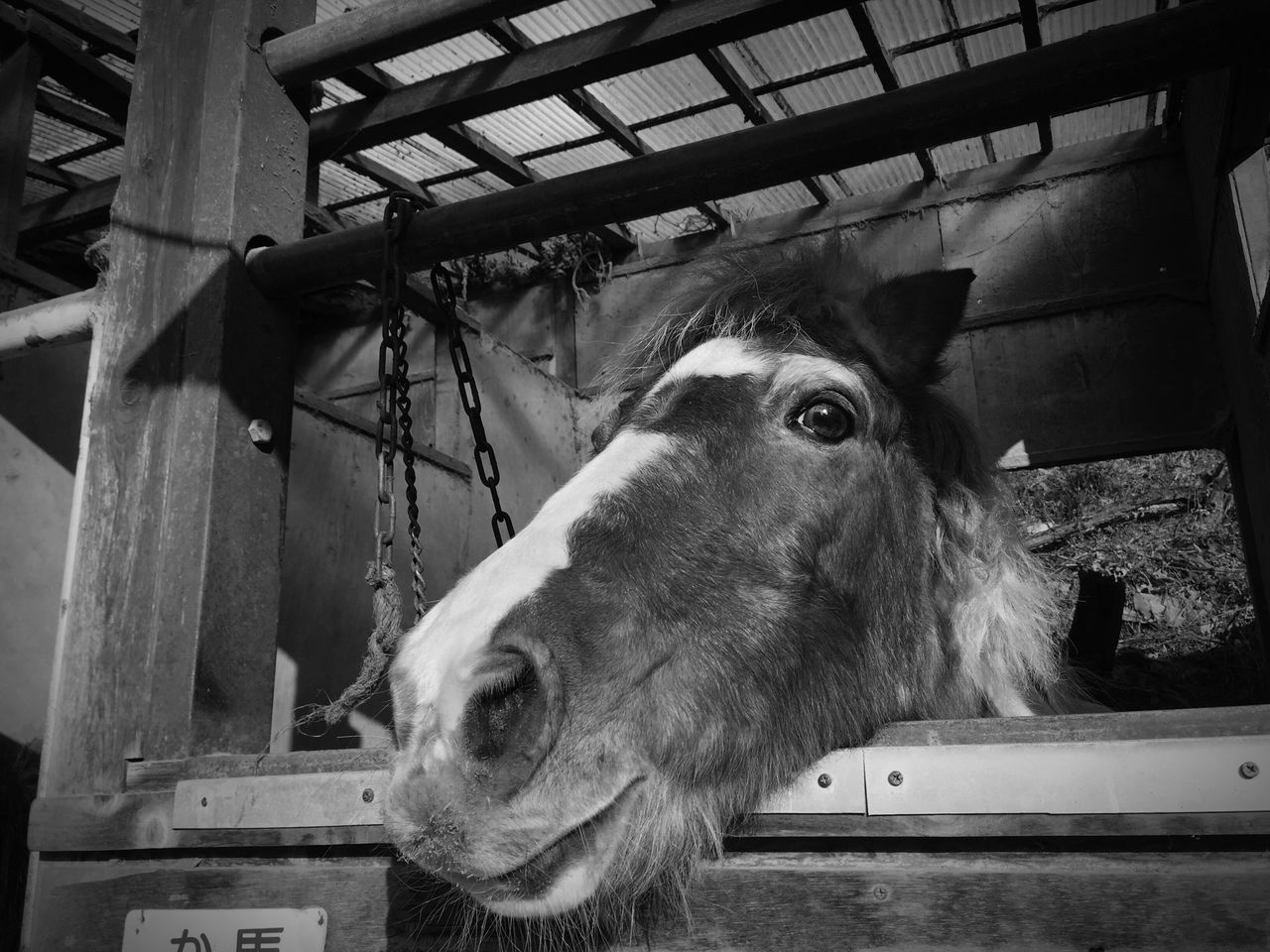 animal themes, one animal, domestic animals, mammal, pets, dog, portrait, animal head, indoors, looking at camera, car, close-up, no people, animal body part, transportation, mode of transport, day, land vehicle, zoology