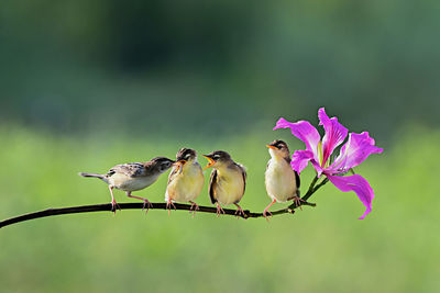 Close-up of birds perching on flower