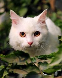 Close-up portrait of white cat