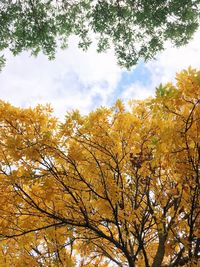 Low angle view of trees against sky during autumn