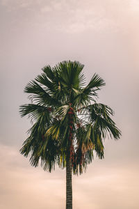 Low angle view of palm tree against sky