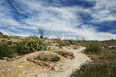 Desert plants growing on land against dramatic sky