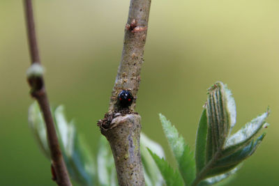 Close-up of insect on plant